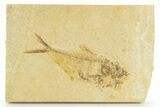 Bargain, Detailed Fossil Fish (Diplomystus) - Wyoming #379351-1